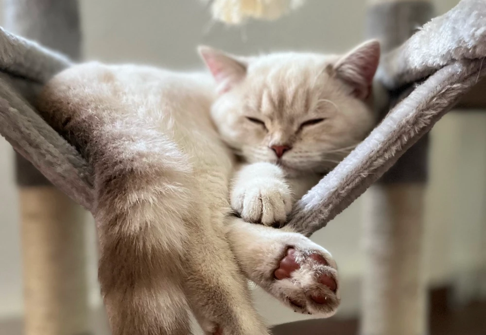 best pet security camera